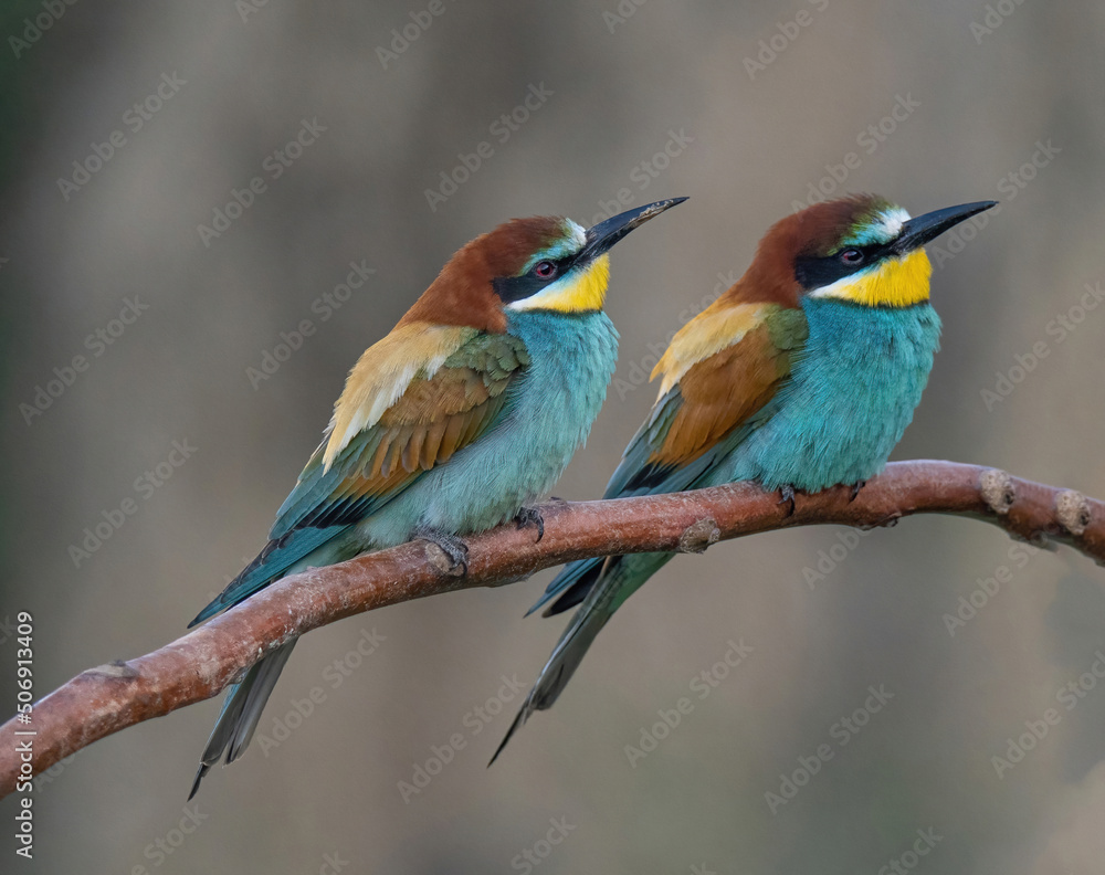 Beautiful nature scene with European bee-eater Merops apiaster. Merops apiaster in the nature habitat Beautiful nature scene with European bee-eater Merops apiaster. Merops apiaster in the nature habitat