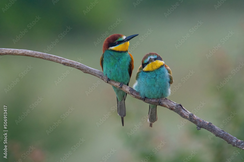 Beautiful nature scene with European bee-eater Merops apiaster. Merops apiaster in the nature habitat Beautiful nature scene with European bee-eater Merops apiaster. Merops apiaster in the nature habitat