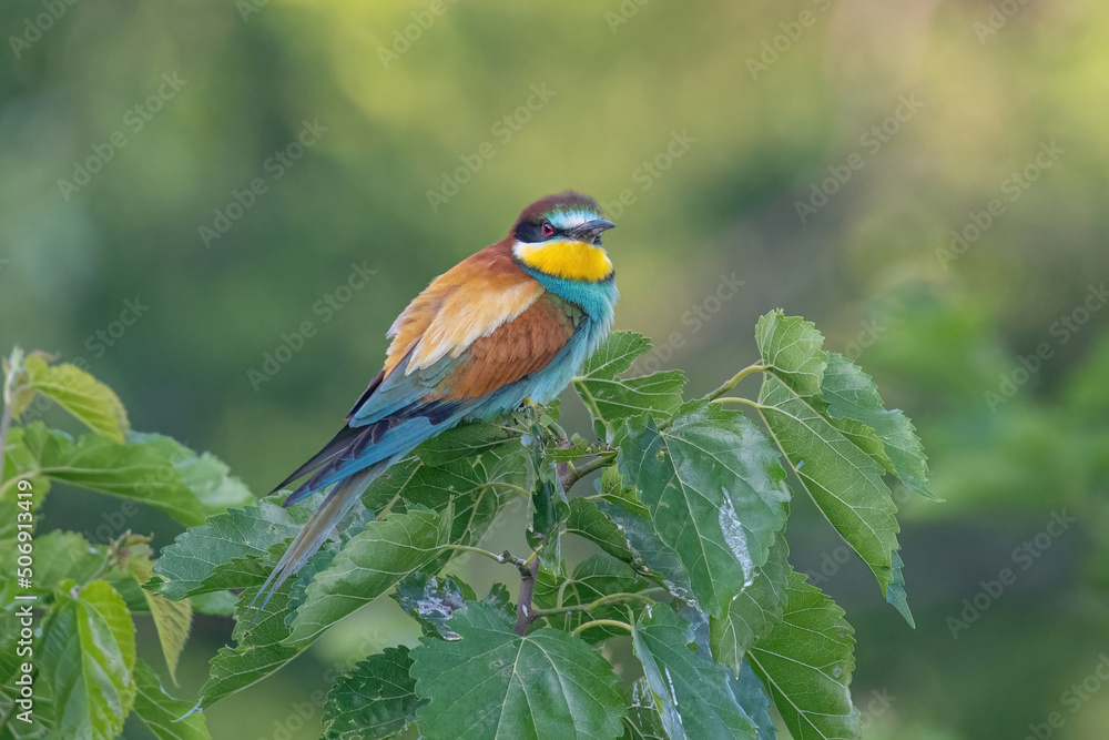 Obraz premium Beautiful nature scene with European bee-eater Merops apiaster. Merops apiaster in the nature habitat