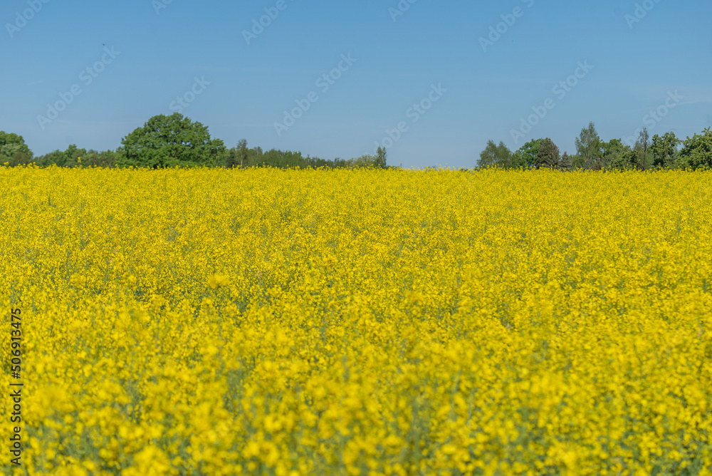 Blooming rapeseed field against the blue sky