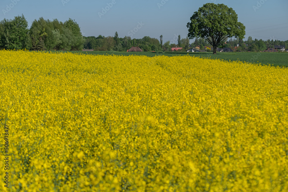 Blooming rapeseed field against the blue sky