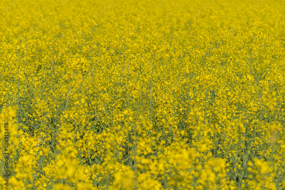 The rapeseed blooms with yellow flowers. Closeup. Selective focus.
