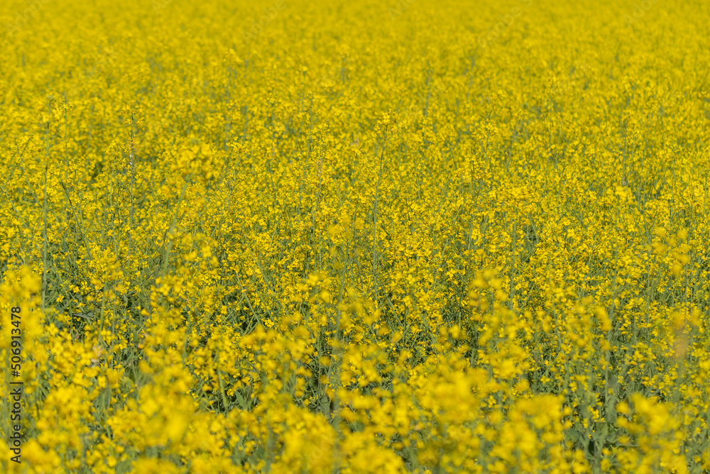 The rapeseed blooms with yellow flowers. Closeup. Selective focus. The rapeseed blooms with yellow flowers. Closeup. Selective focus.