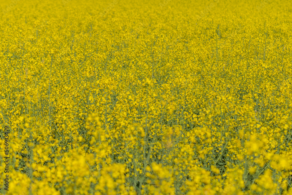 The rapeseed blooms with yellow flowers. Closeup. Selective focus. The rapeseed blooms with yellow flowers. Closeup. Selective focus.