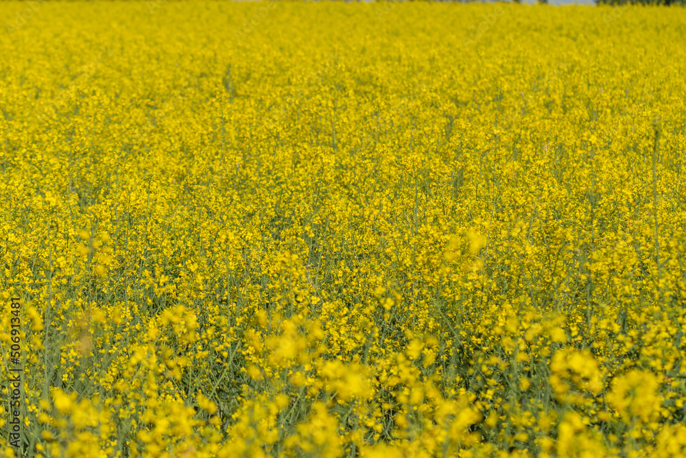 The rapeseed blooms with yellow flowers. Closeup. Selective focus. The rapeseed blooms with yellow flowers. Closeup. Selective focus.