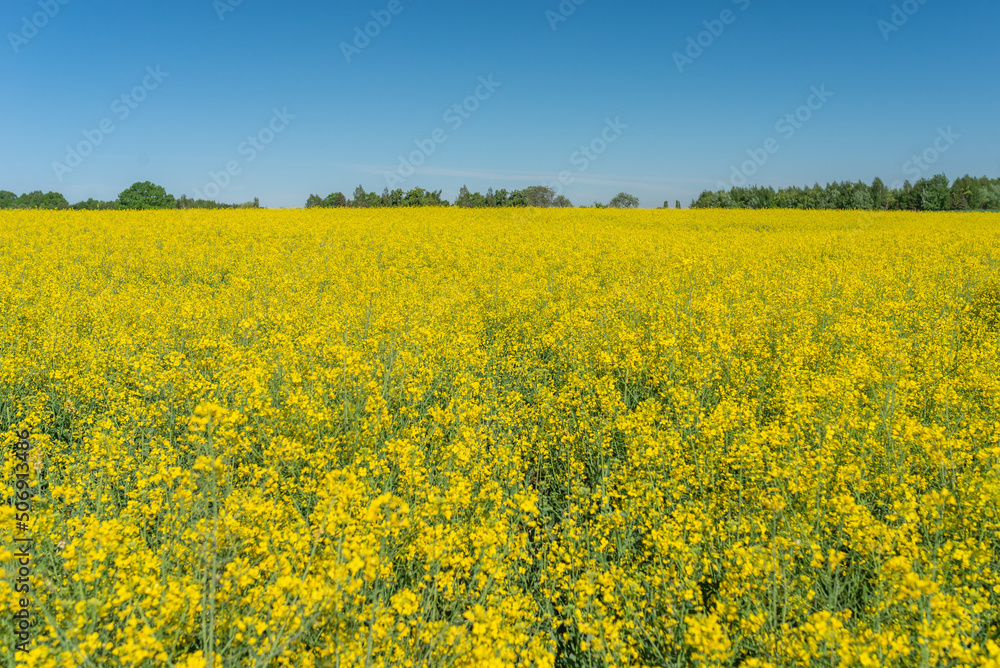 Blooming rapeseed field against the blue sky Blooming rapeseed field against the blue sky