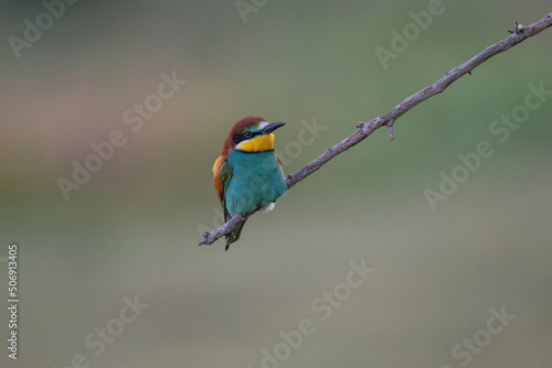 Beautiful nature scene with European bee-eater Merops apiaster. Merops apiaster in the nature habitat