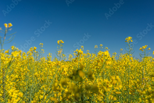 The rapeseed blooms with yellow flowers with blue sky as background. Closeup. Selective focus.