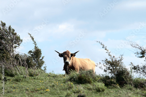 Vache Béarnaise photo