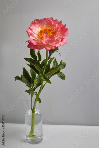 Beautiful pink peony flowers on white background