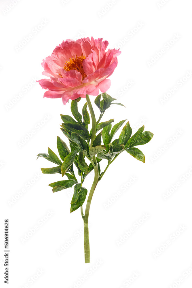 Fototapeta premium Beautiful pink peony flowers isolated on white background