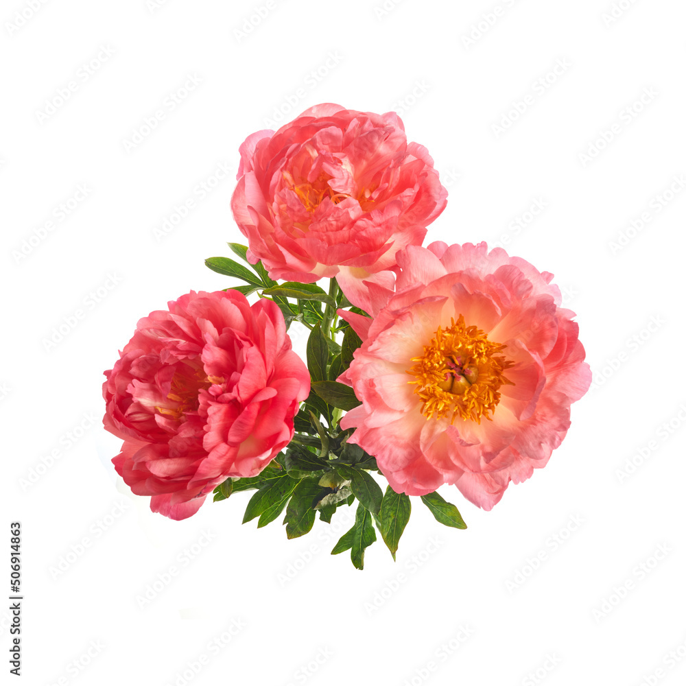 Beautiful pink peonies flowers isolated on white background Beautiful pink peonies flowers isolated on white background