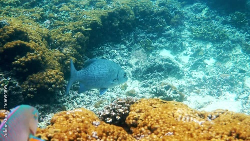 Underwater video of Gray drummer or Bermuda Chub or Kyphosus sectatrix swimming among coral reefs in Andaman Sea. Tropical sea fish on snorkeling or dive on island. Marine life of Thailand photo