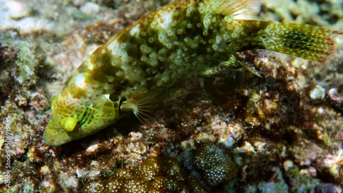 Underwater video of Cheilinus trilobatus or Tripletail wrasse swimming among coral reefs in Andaman Sea. Tropical sea fish on snorkeling or dive on island. Marine life of Thailand photo