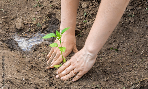 work on the garden plot, hands plant seedlings of pepper