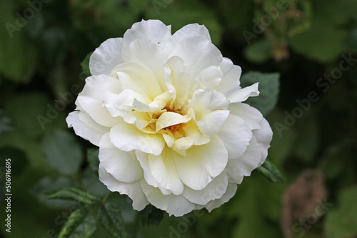 White rose flower in close up © JohnatAPW