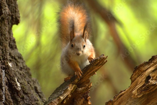 squirrel on a tree © Сергей Пахмутов