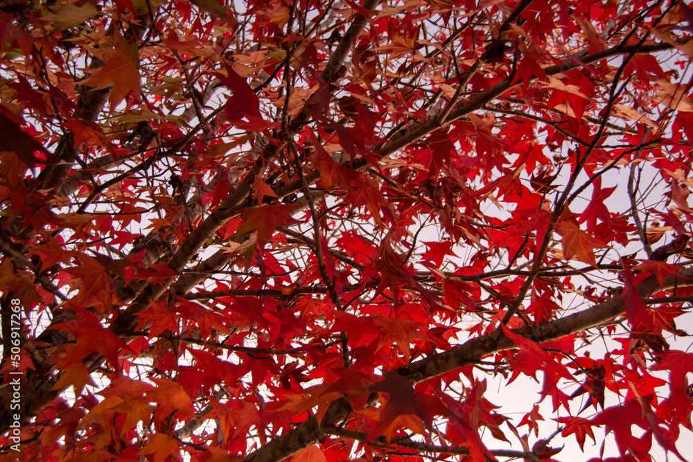 red autumn leaves tree