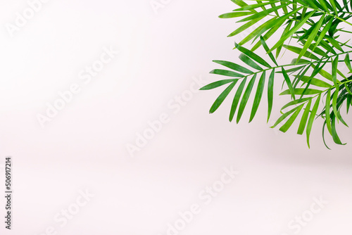 Tropical green palm branch on light pastel colors background with copy space.