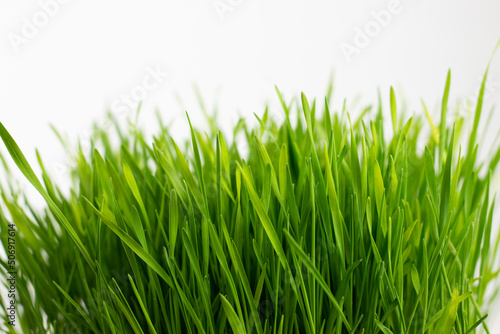 Fresh green grass on white background.