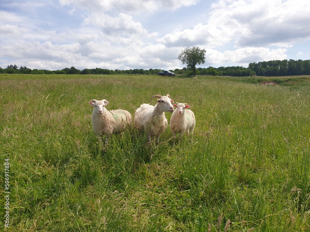 Fototapeta premium sheep in the field