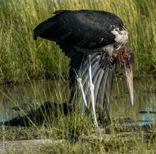 crow on the ground