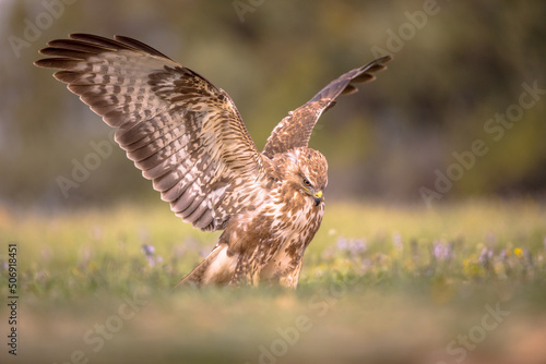 Buzzard perched with spread wings