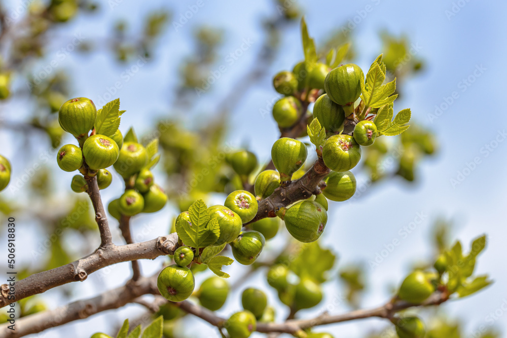 Fig is the edible fruit of Ficus carica Fig is the edible fruit of Ficus carica