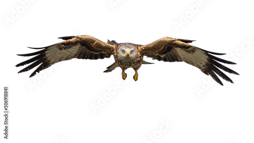 Print op canvas Flying red kite against white background