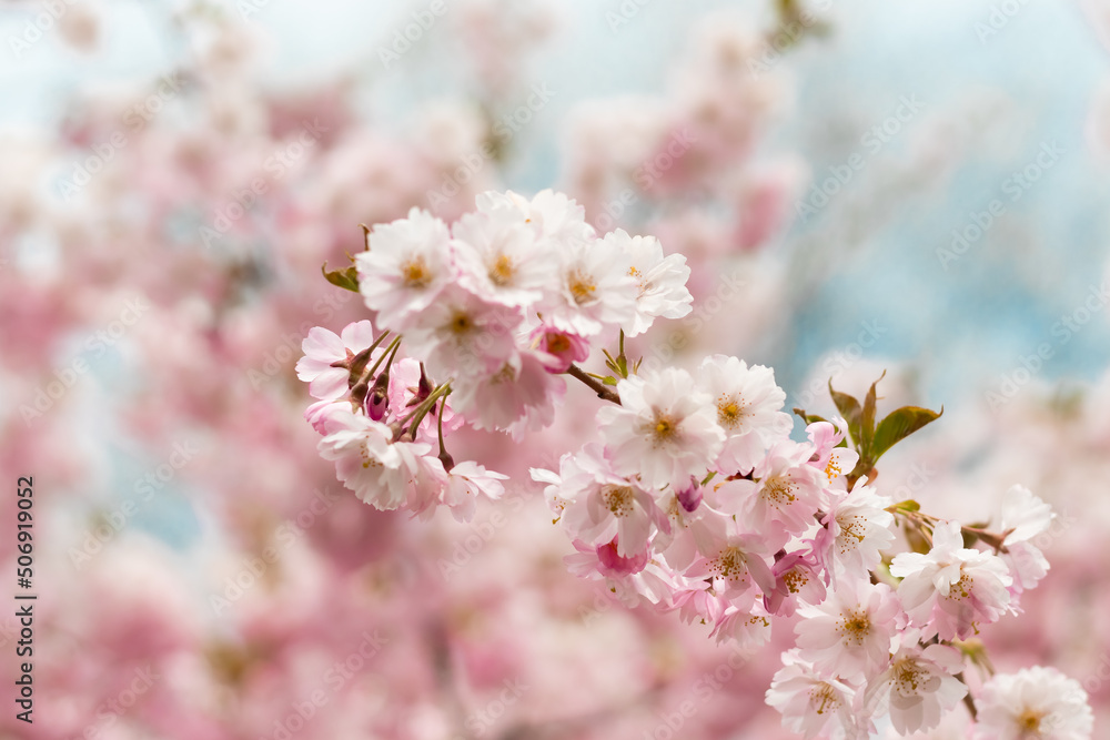 Sakura or Cherry Blossom or Japanese Cherry flower Order name is Rosales, Family is Rosaceae blooming in the garden.