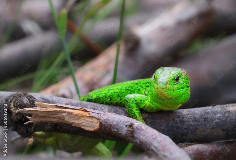 Green lizard on branch, green lizard sunbathing on branch, green lizard climb on wood, Jubata lizard