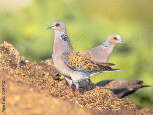Фотография Two Turtle dove perched on ground alert