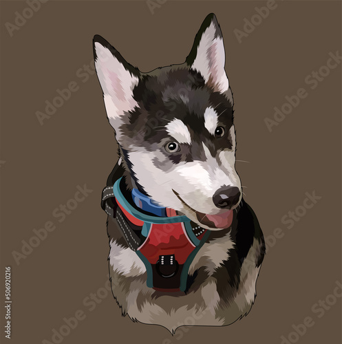 husky dog portrait