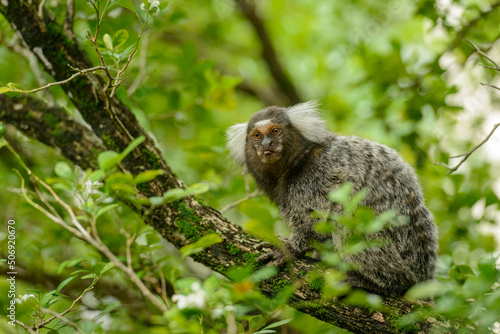White tufted marmoset, Callithrix jacchus, small monkey that inhabits Brazilian forests. © Cacio Murilo