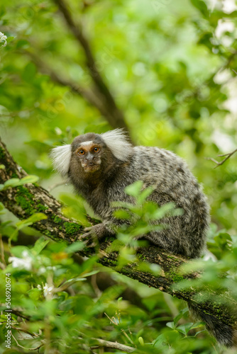 White tufted marmoset, Callithrix jacchus, small monkey that inhabits Brazilian forests. © Cacio Murilo