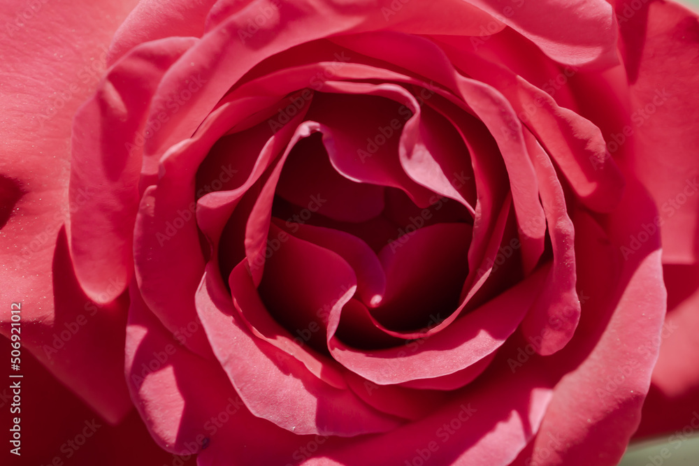Red and pink petals with yellow petals. Macro photo of petals of a rose. Red and pink petals with yellow petals. Macro photo of petals of a rose.