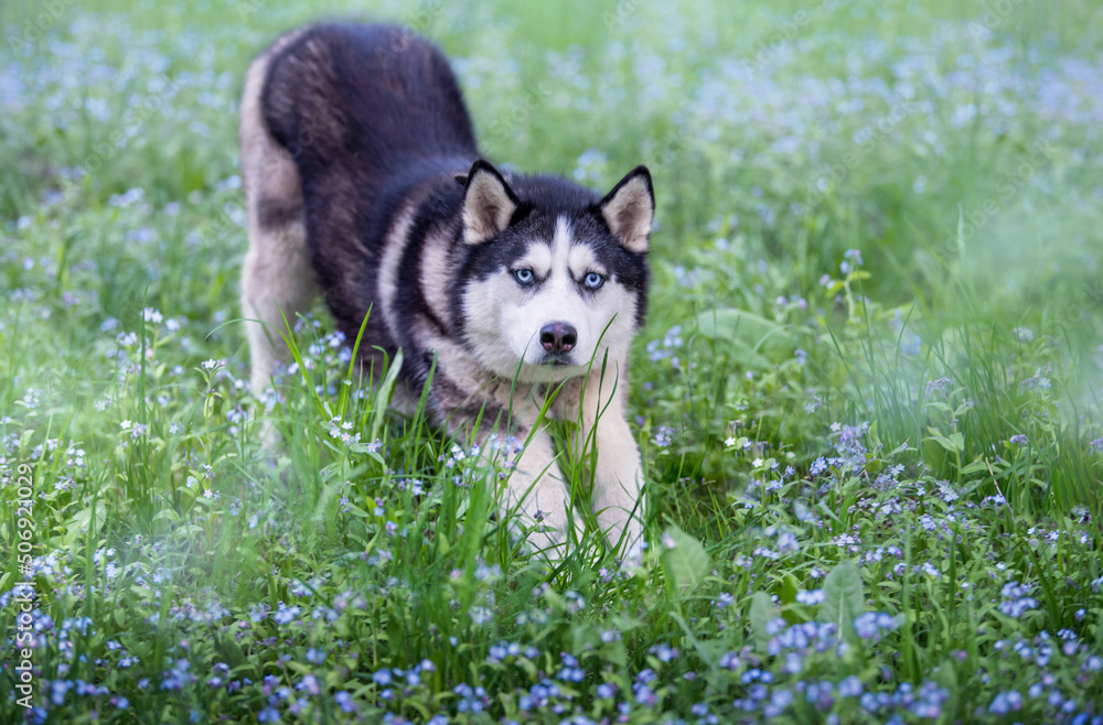 Funny dog. The Siberian Husky stretches lazily among the blue forget-me-nots. Portrait of a blue-eyed dog.