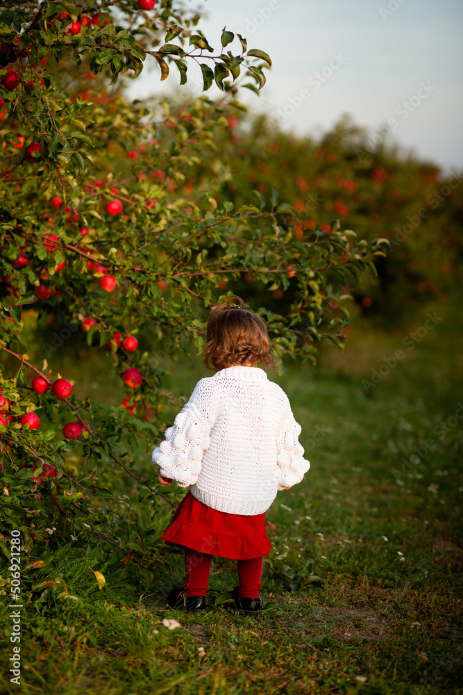 A little girl walks in an apple orchard and looks for an apple