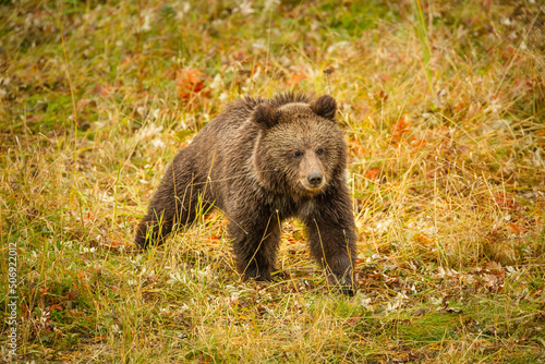 brown bear cub (Ursus arctos) in autumn vegetation