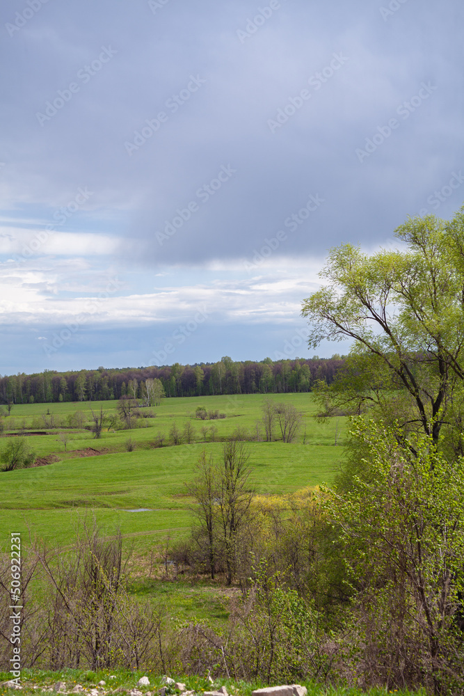 A beautiful lonely tree. With a large branched crown. Green fluffy branches with leaves. green meadows with fields. landscape. blue sky.park area.natural forest background. small depth of field. macro
