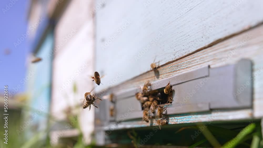 Entering slot into a beehive. Industrious bee insects coming back to their hives to produce honey. Close up. Blurred backdrop. Entering slot into a beehive. Industrious bee insects coming back to their hives to produce honey. Close up. Blurred backdrop.