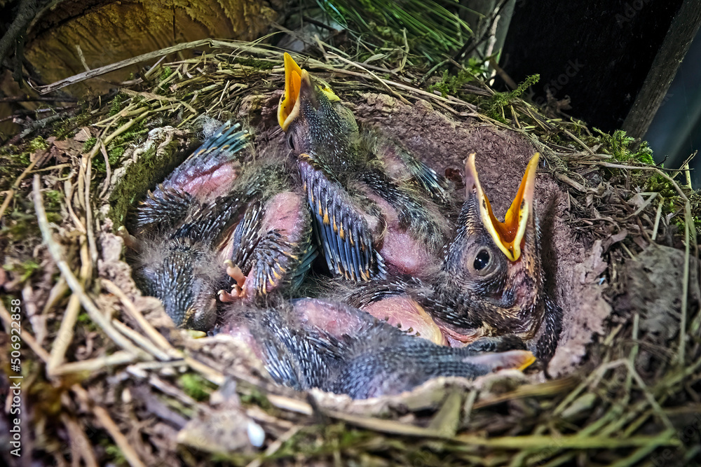 Singdrossel ( Turdus philomelos ) - Küken. Singdrossel ( Turdus philomelos ) - Küken.