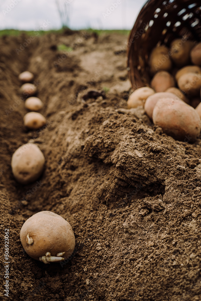planting potato tubers in the ground, preparing for the garden season