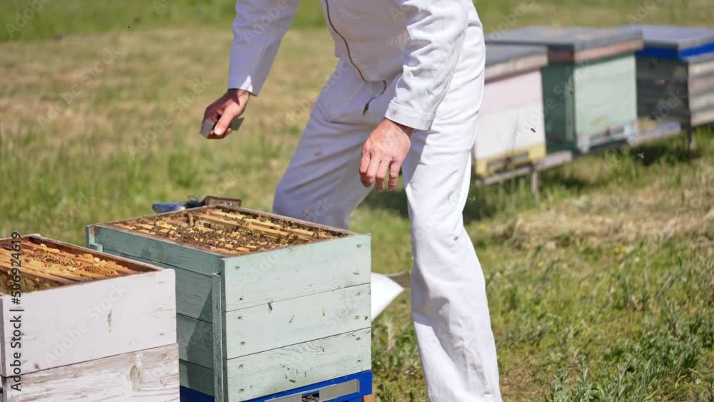 Man in white outfit stands in front of bee hives with opened lids. Beekeeper takes a smoker and sprays the bees with smoke. Man in white outfit stands in front of bee hives with opened lids. Beekeeper takes a smoker and sprays the bees with smoke.