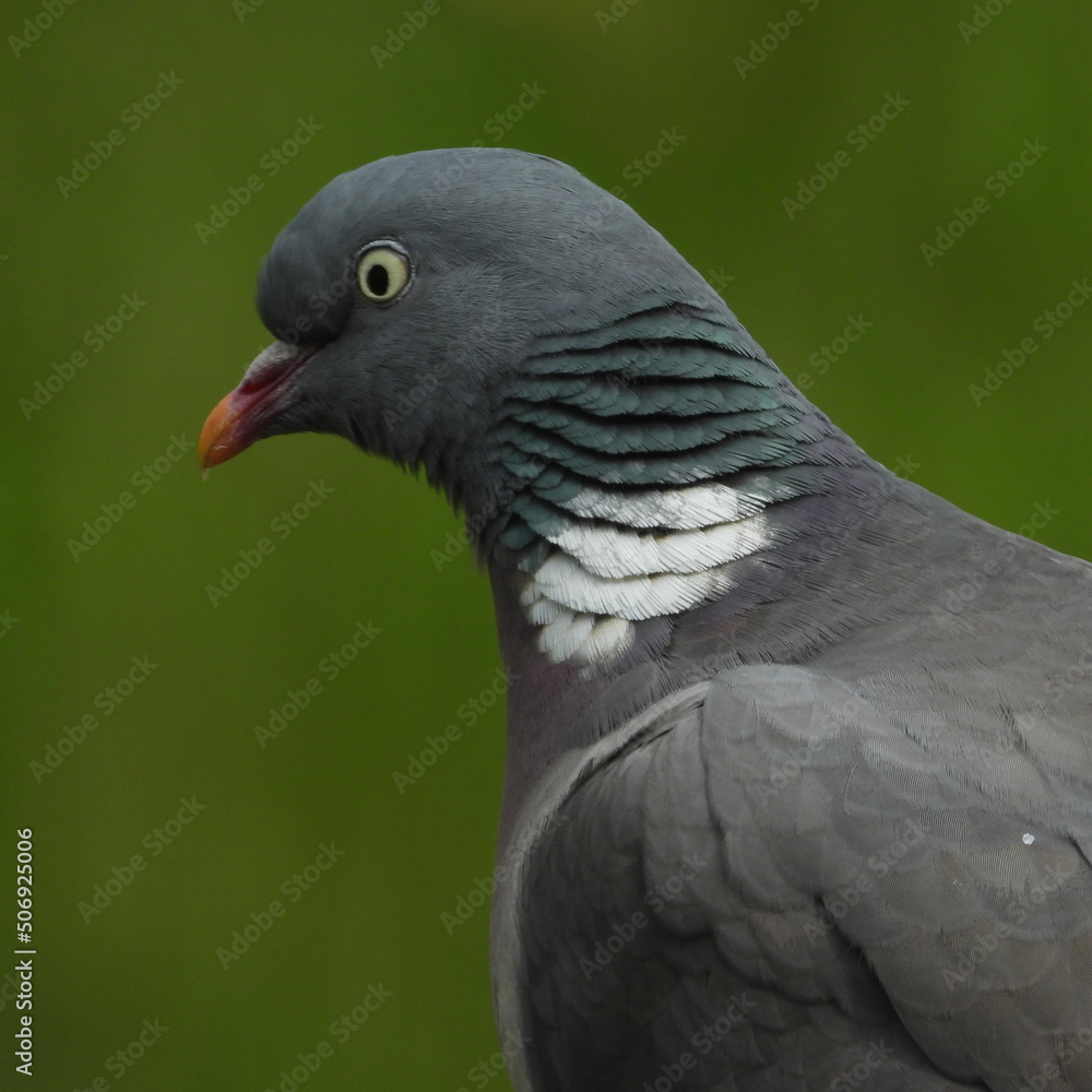 Fototapeta premium palombe