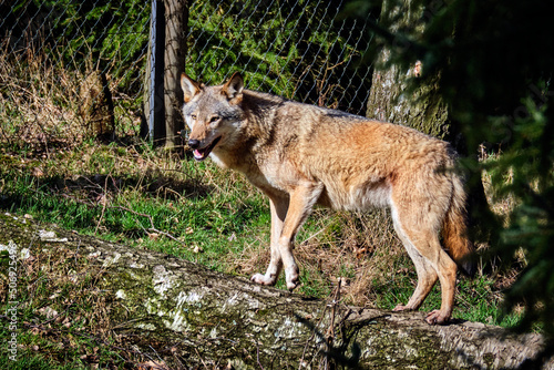 Europ  ischer Wolf   Canis lupus  .