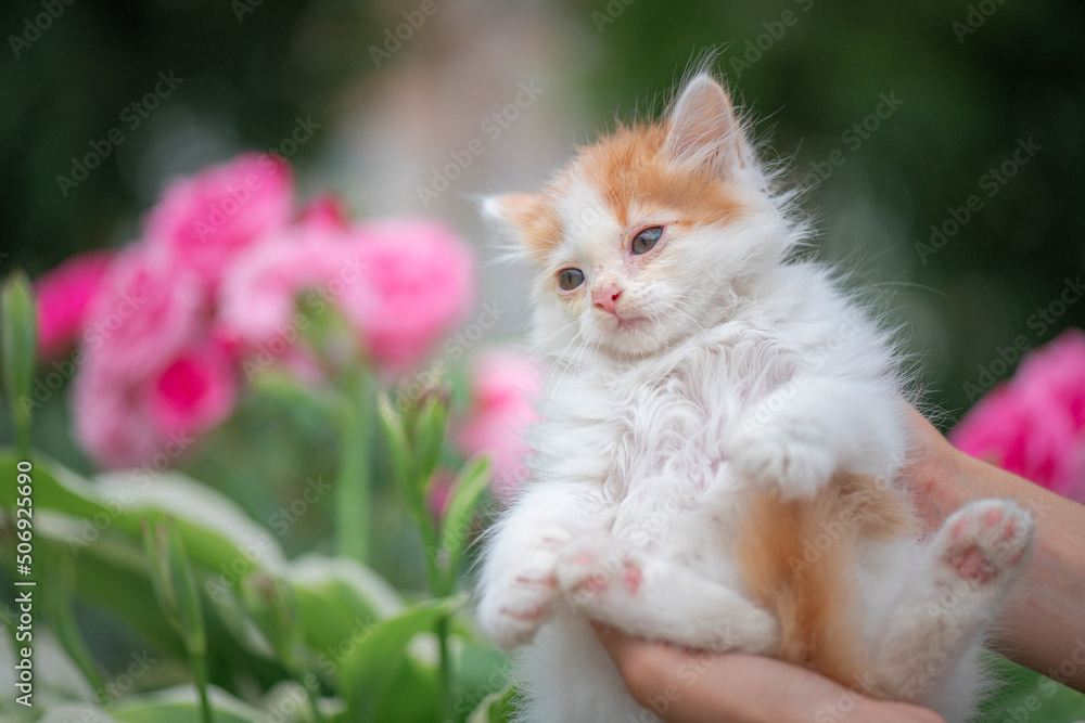A small white fluffy kitten in her arms in a flower bed. Artistic noise.