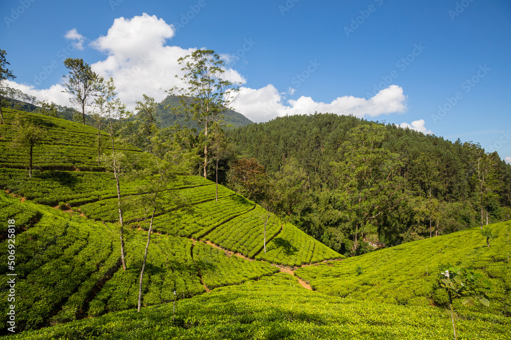 Tea plantation