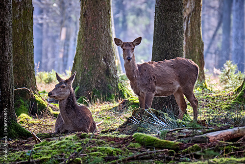 Fototapeta Naklejka Na Ścianę i Meble -  Rotwild ( Cervus elaphus ).