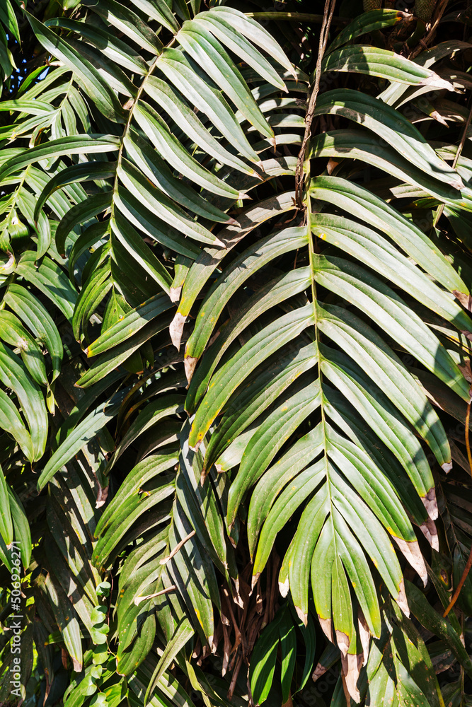 Obraz premium Tropical leaves